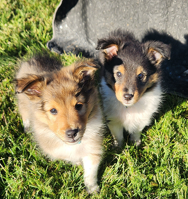 SHETLAND SHEEPDOG PUPPIES