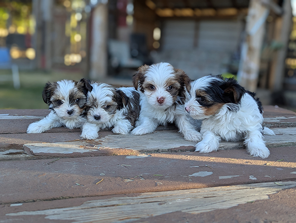 CKC REGISTERED PARTI COLORED TOY & TEACUP YORKIE PUPS