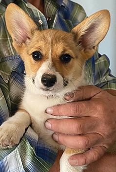 AKC CORGI PUPPIES AKC CORGI PUPPIES