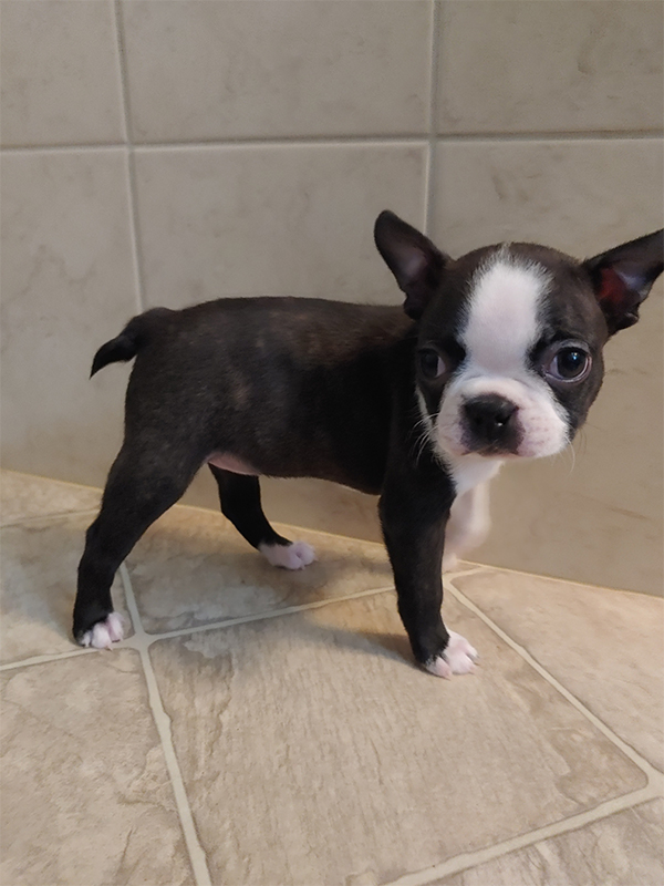 BOSTON TERRIER PUPPIES