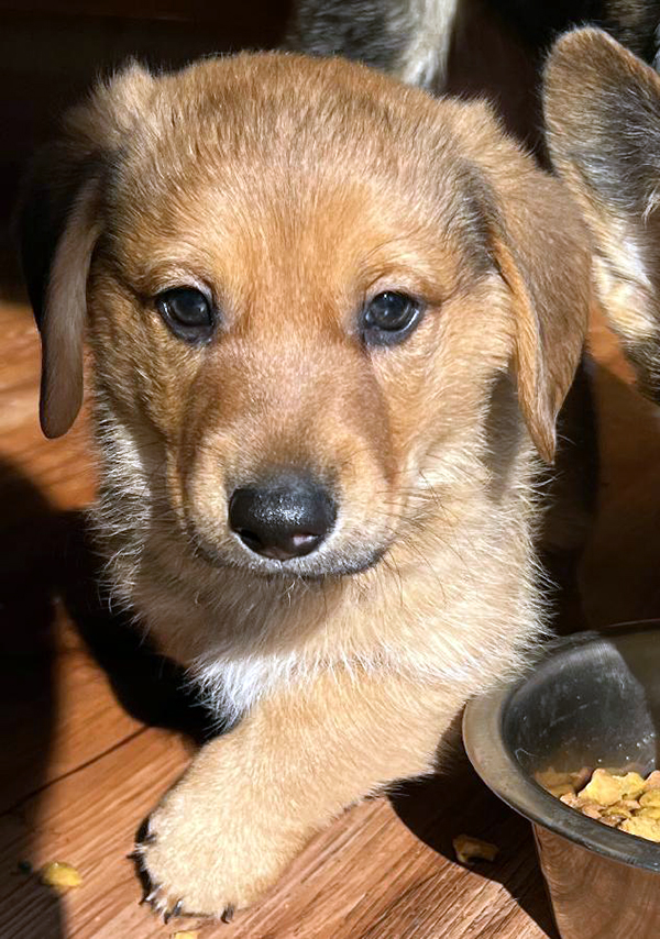 ADORABLE NINE WEEK “DORGI” PUPPIES!