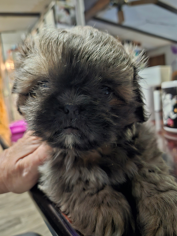 SHIH TZU PEKINGESE MALE PUPPY