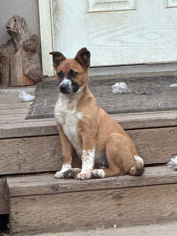BORDER COLLIE HEELER PUPPIES