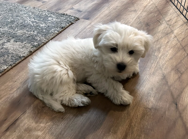 TWO LEFT COTON DE TULEAR 
