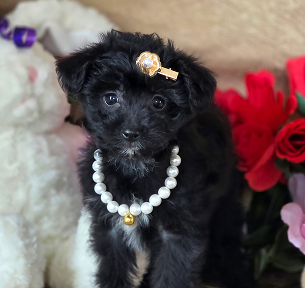 FEMALE AUSTRALIAN YORKIEPOO PUPPY