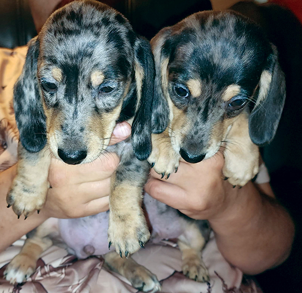 DAPPLE DACHSHUND PUPPIES