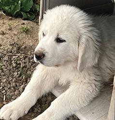 LIVESTOCK GUARDIAN DOGS LIVESTOCK GUARDIAN DOGS