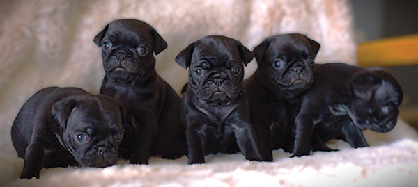 ADORABLE BLACK PUG PUPPIES