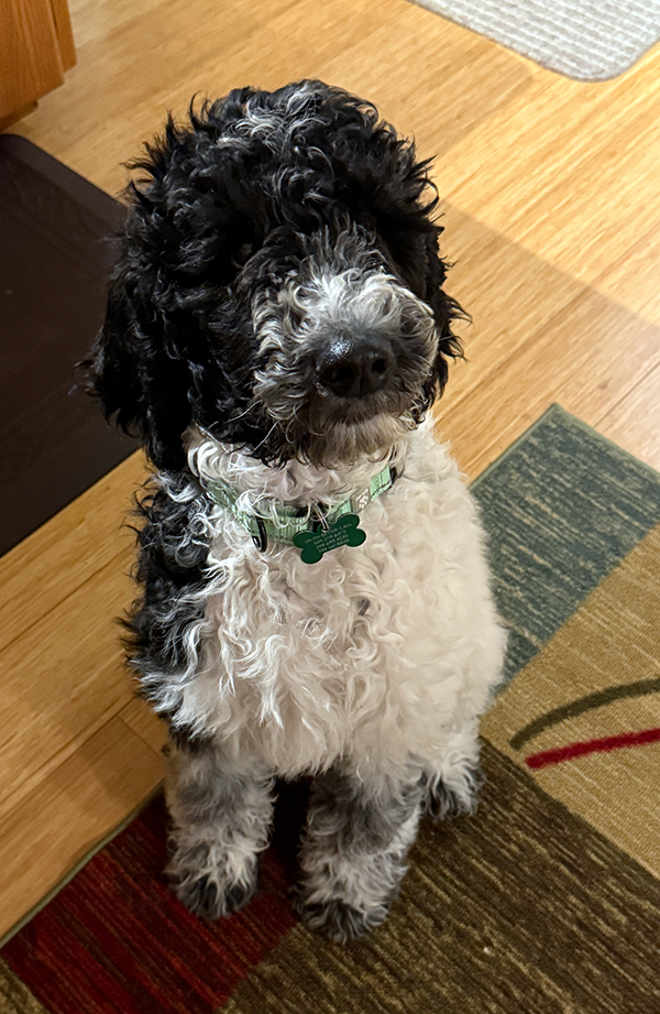 STANDARD POODLE PUPPIES