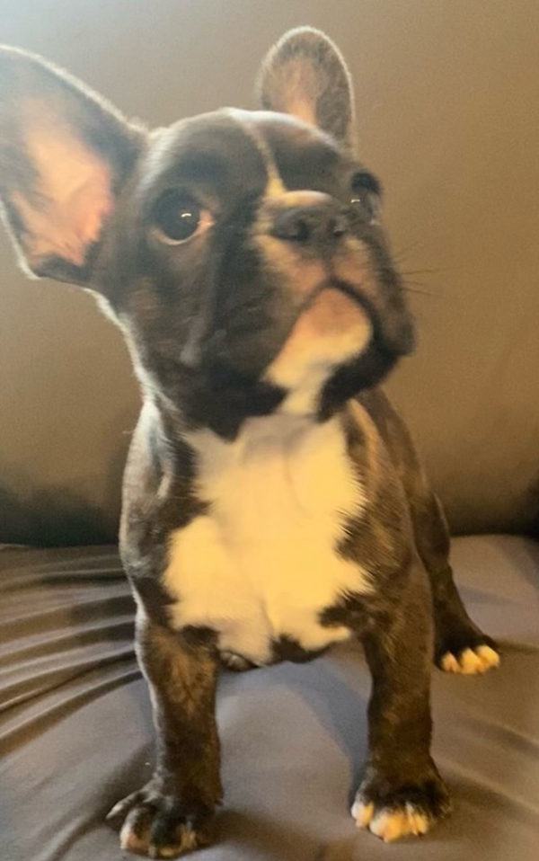 FRENCHTONS: 3/4 FRENCH BULLDOG, 1/4 BOSTON TERRIER