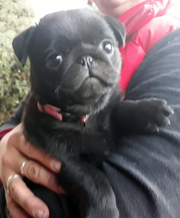 AKC REG. MALE BLACK PUG PUPPIES