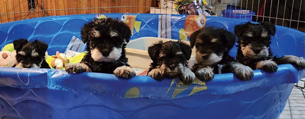 AKC REG. MINI SCHNAUZER PUPPIES
