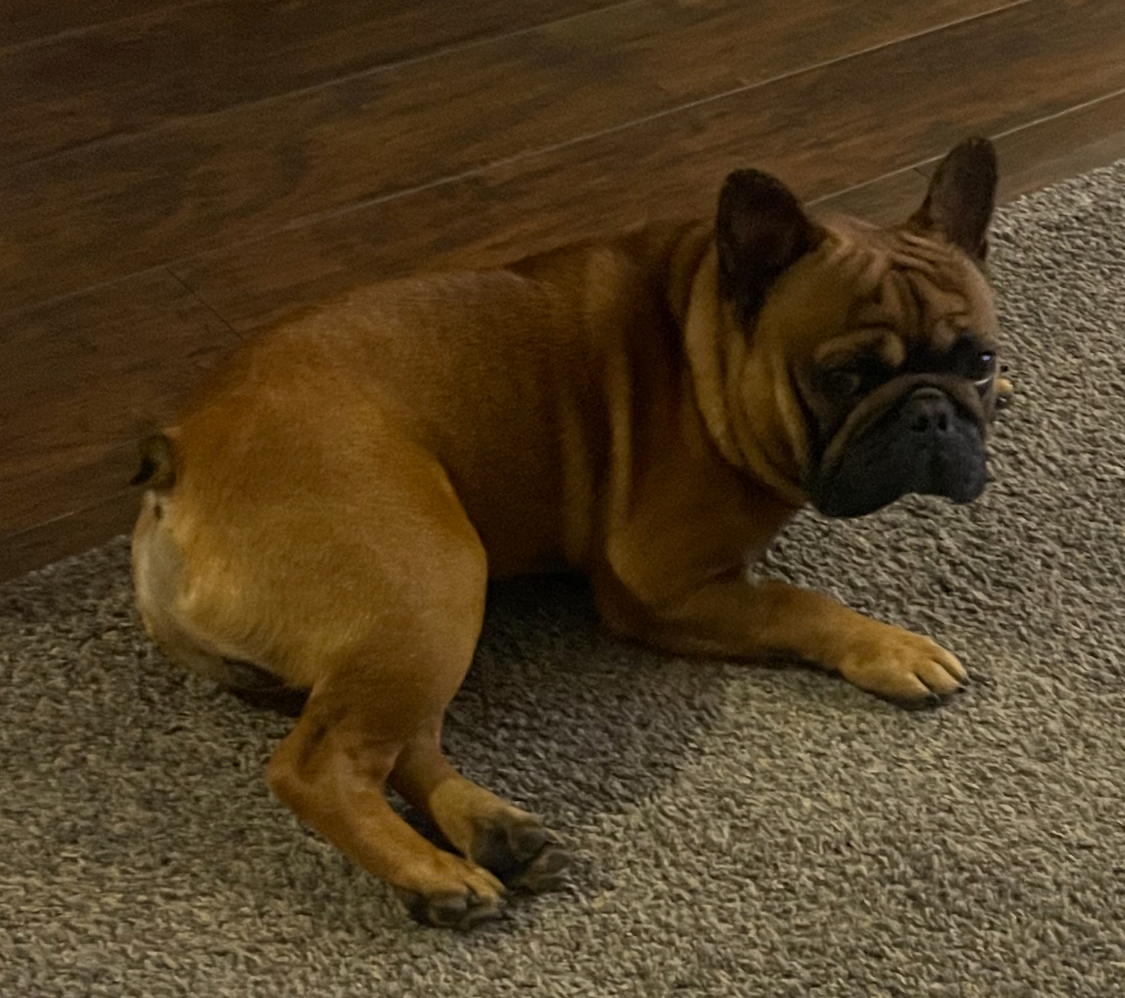 1-1/2 YEAR OLD FRENCH BULLDOG