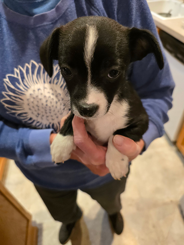 SWEET CHIHUAHUA MIX