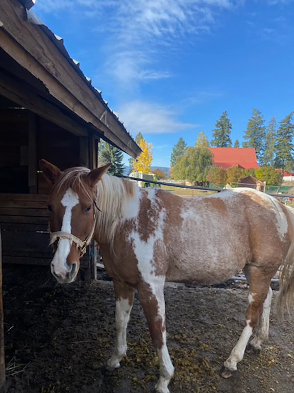 SWEETHEART PACKHORSE