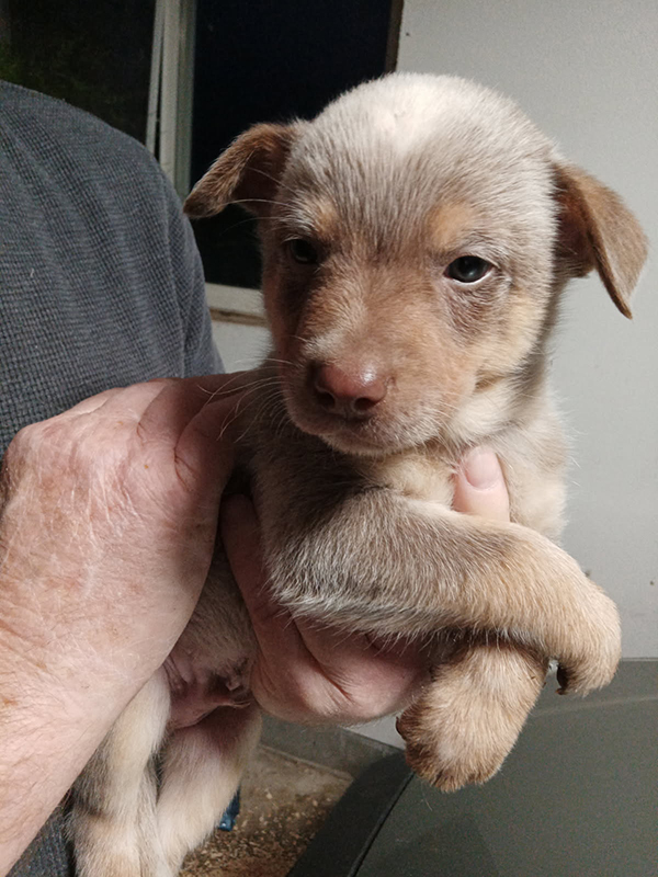 PUREBRED HEELERS