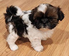 MALTE-TZU/SHIMA PUPPIES