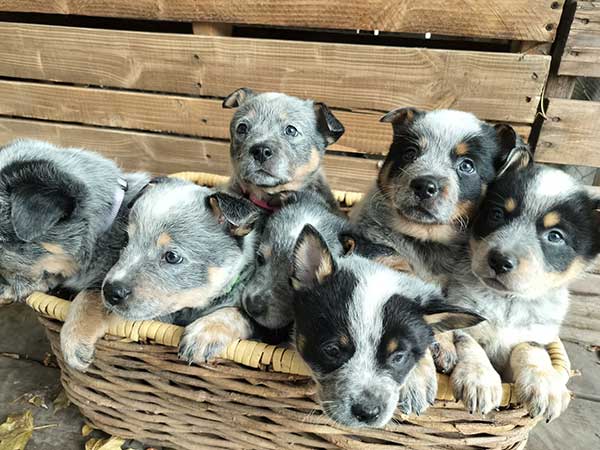 PUREBRED BLUE HEELERS