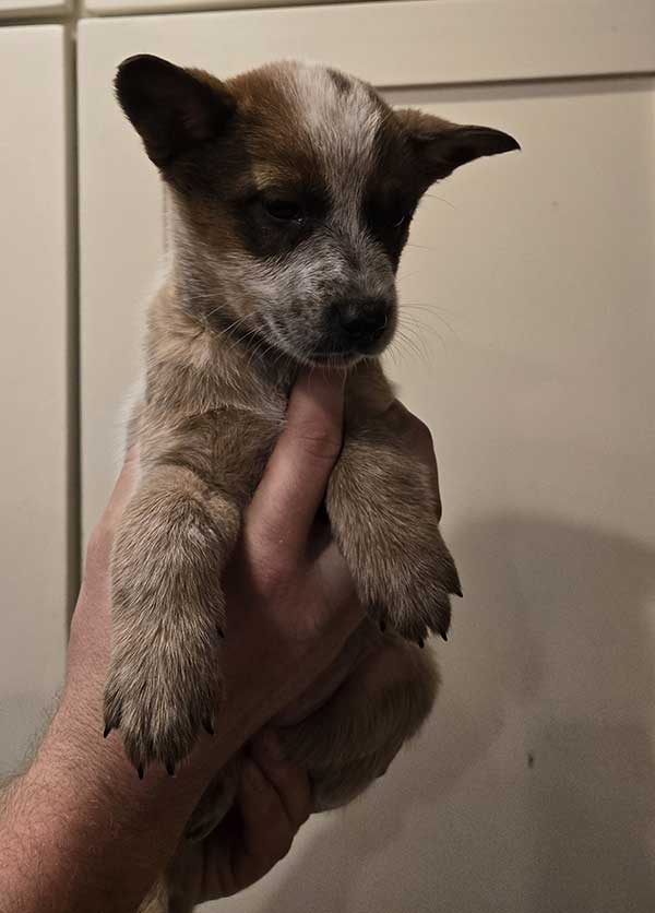 HEELER PUPPIES, FANTASTIC FAMILY DOGS
