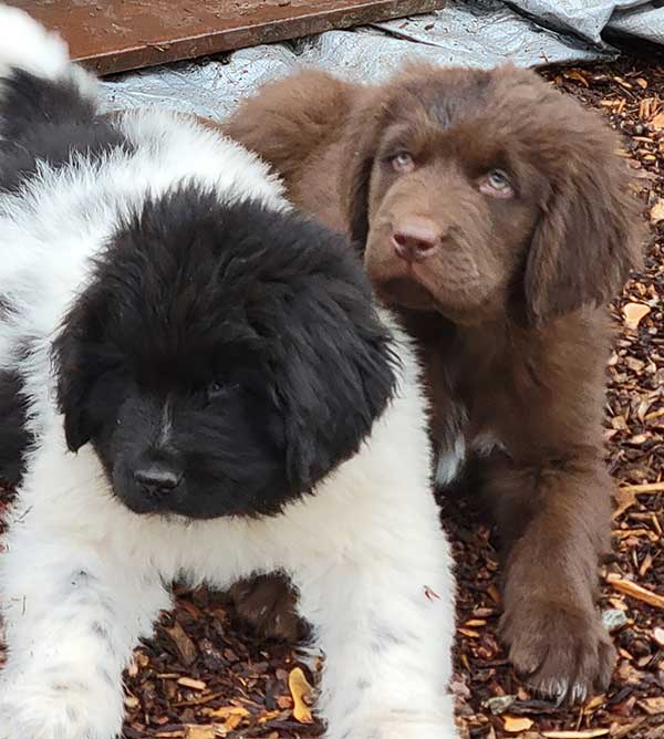 NEWFOUNDLAND PUPPIES