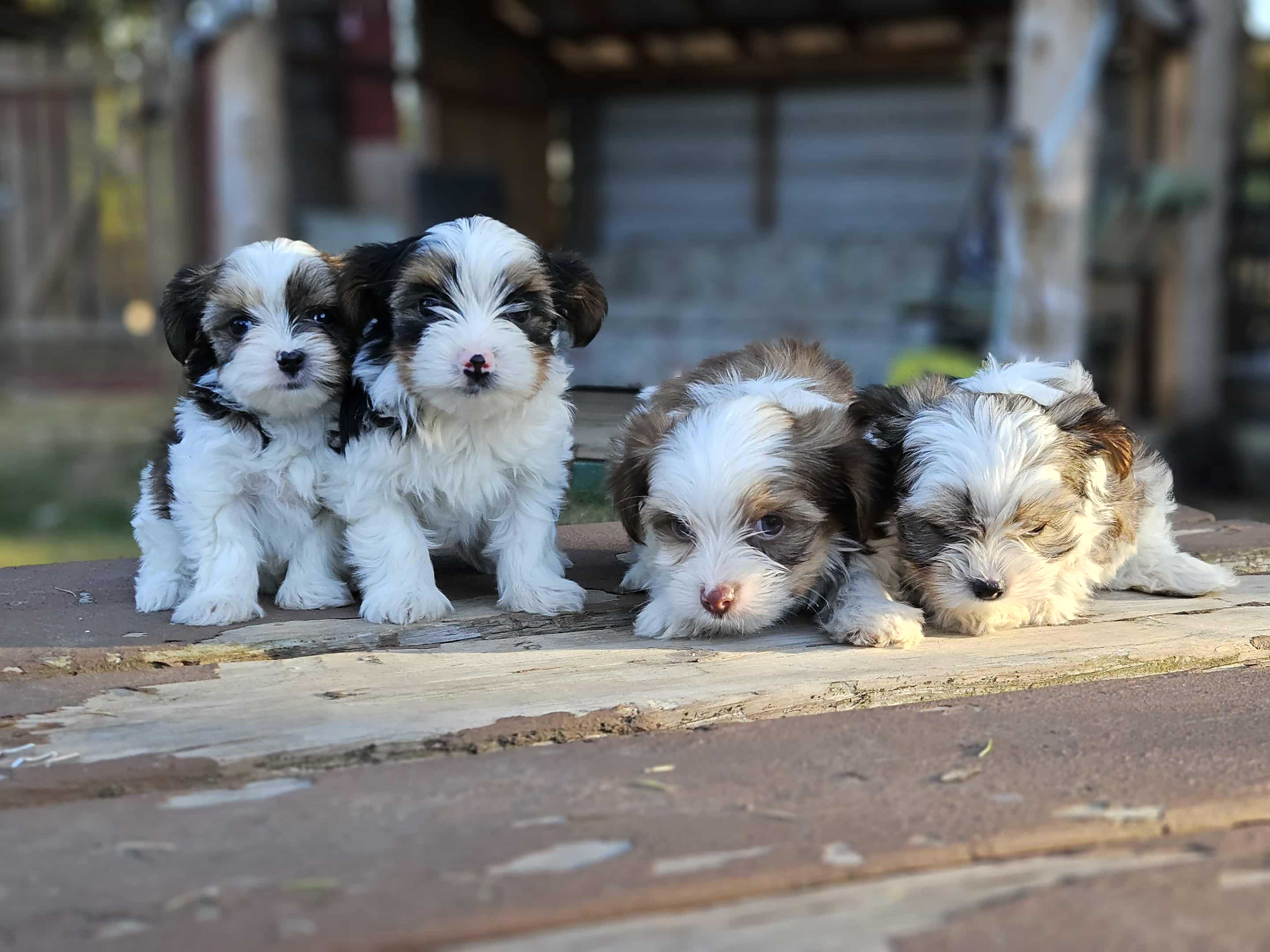 CKC REG. TOY & TEACUP YORKIES