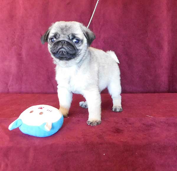 10 WEEK OLD AKC PUG PUPPIES