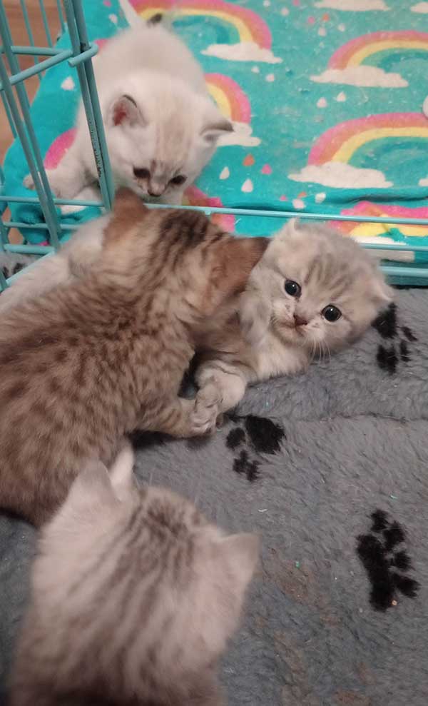 SCOTTISH FOLD KITTENS