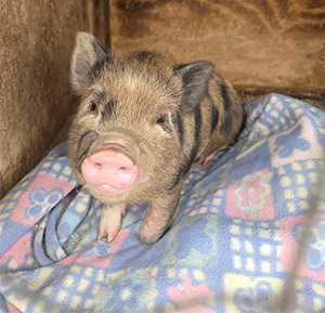 MINI PIG