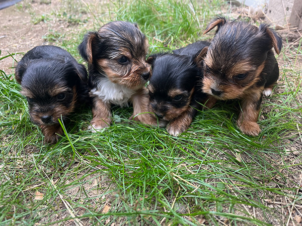 YORKSHIRE TERRIER PUPPY AKC REGISTERED 
