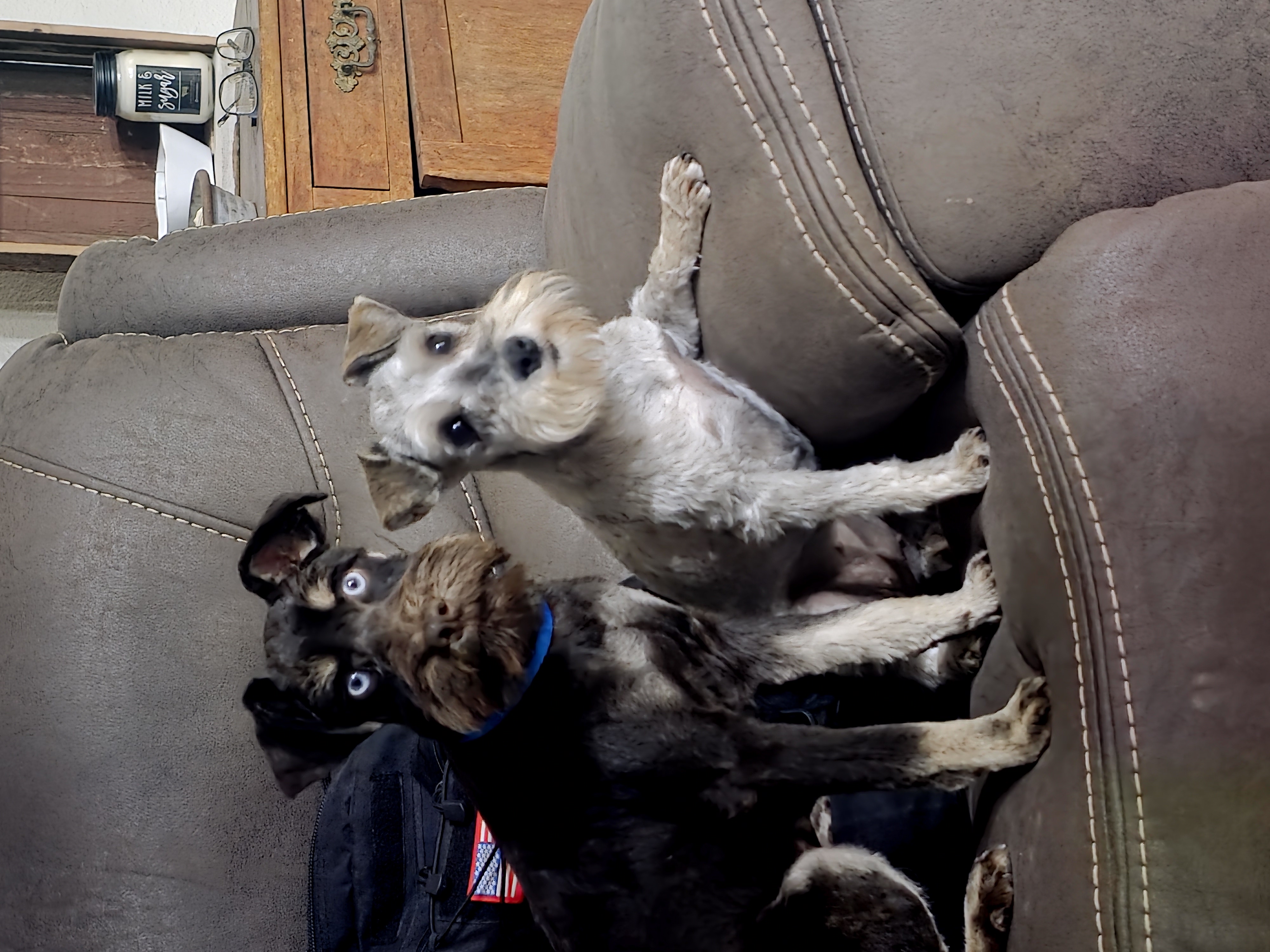 HANDSOME CHOCOLATE & CREAM MINIATURE SCHAUZER MALE