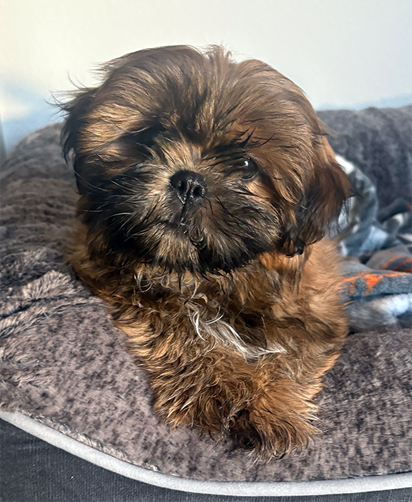 SHIH TZU MALE PUPPY