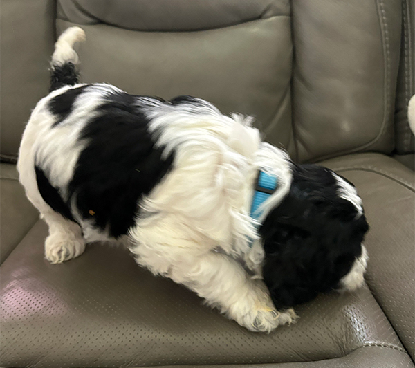 AKC REG. COCKAPOO PUPPIES