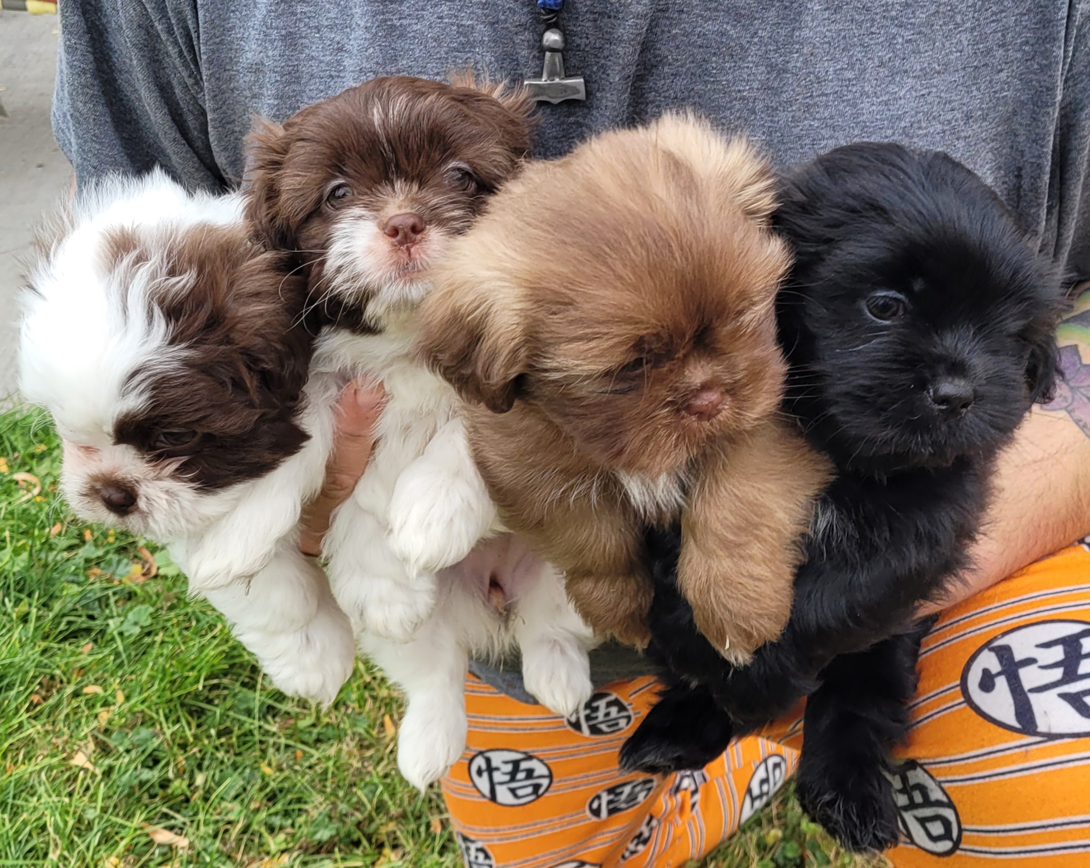 MALSHIPOO PUPPIES 