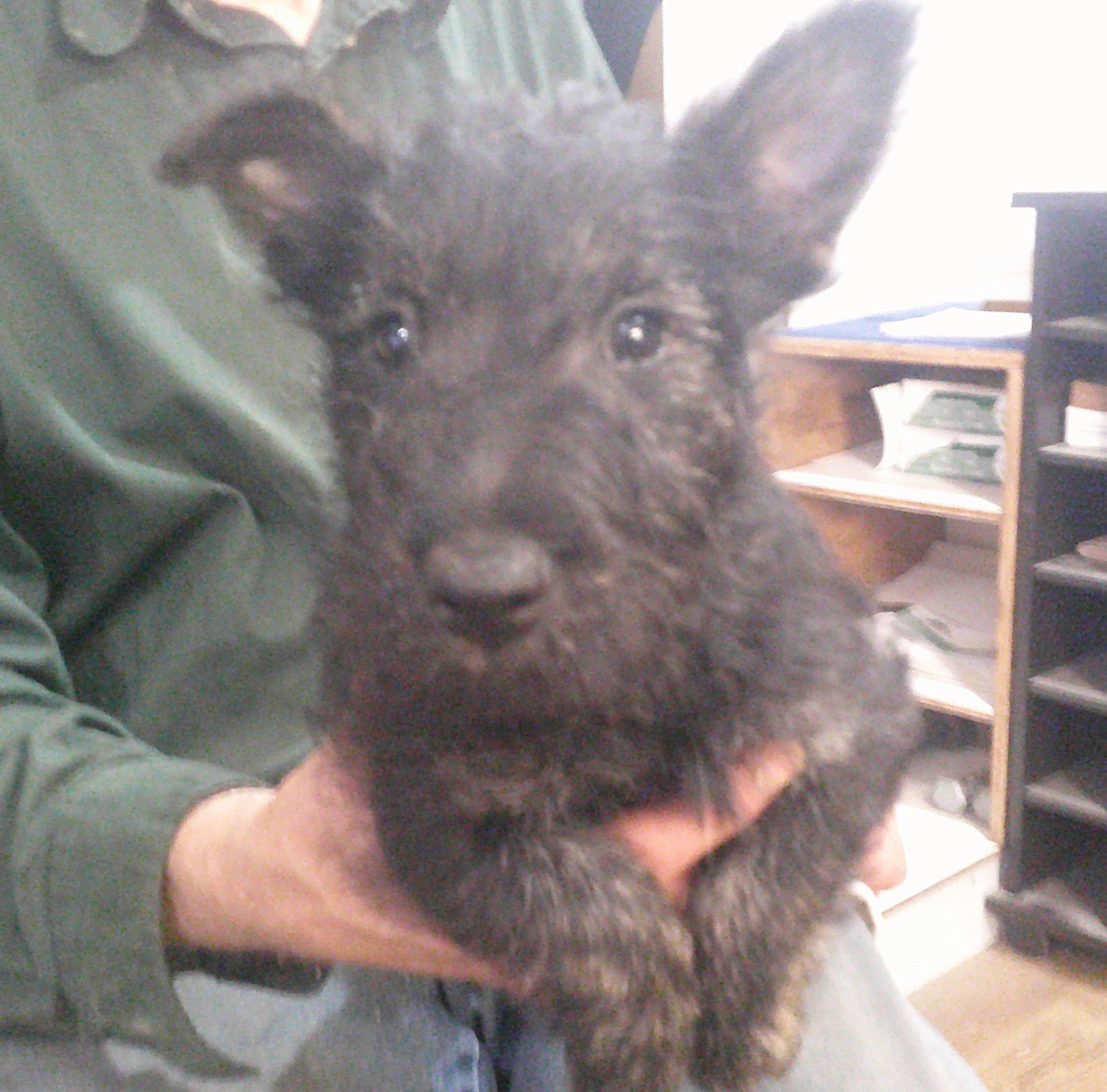 AKC REG. BRINDLE FEMALE SCOTTISH TERRIER