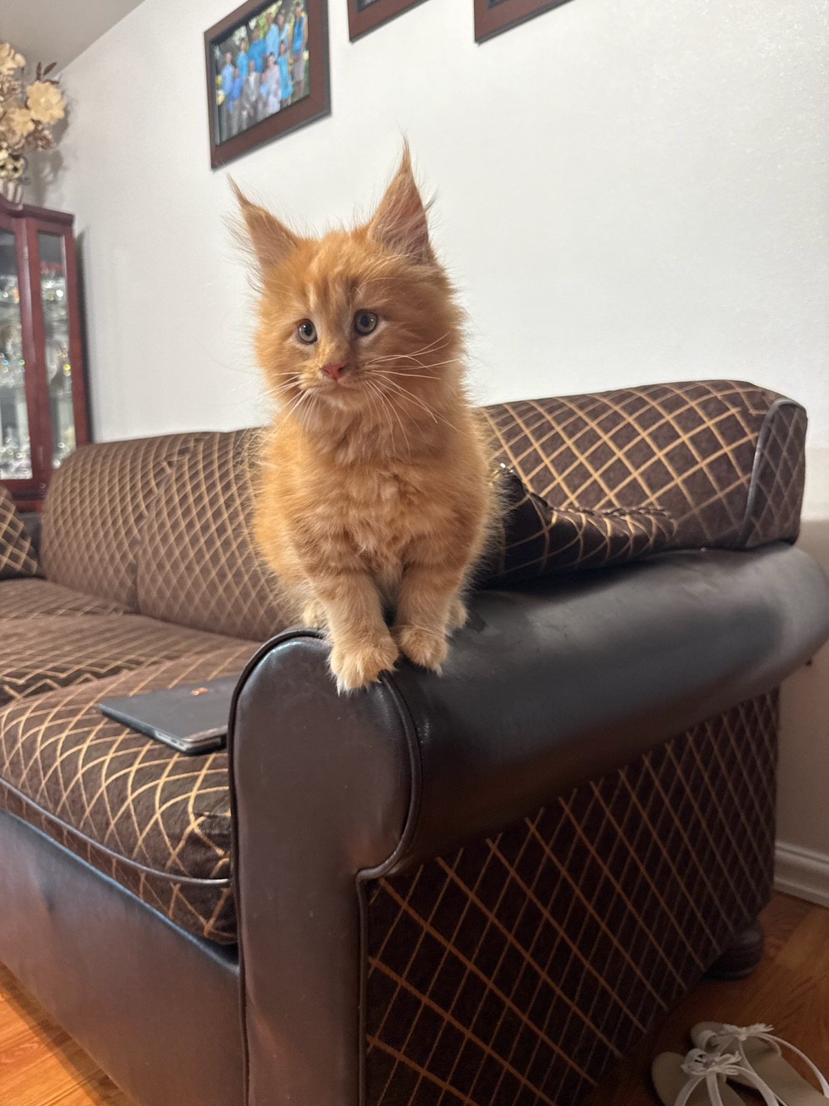 PUREBRED MAINE COON KITTENS