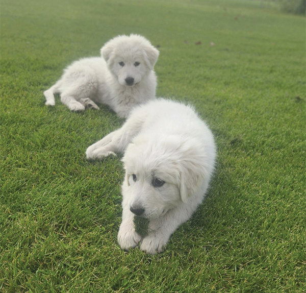 GREAT PYRENEES PUPPIES