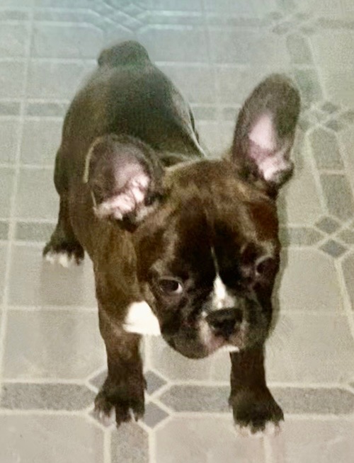 FRENCHTONS: 3/4 FRENCH BULLDOG, 1/4 BOSTON TERRIER