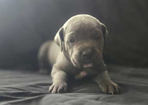 AKC CANE CORSO PUPPIES