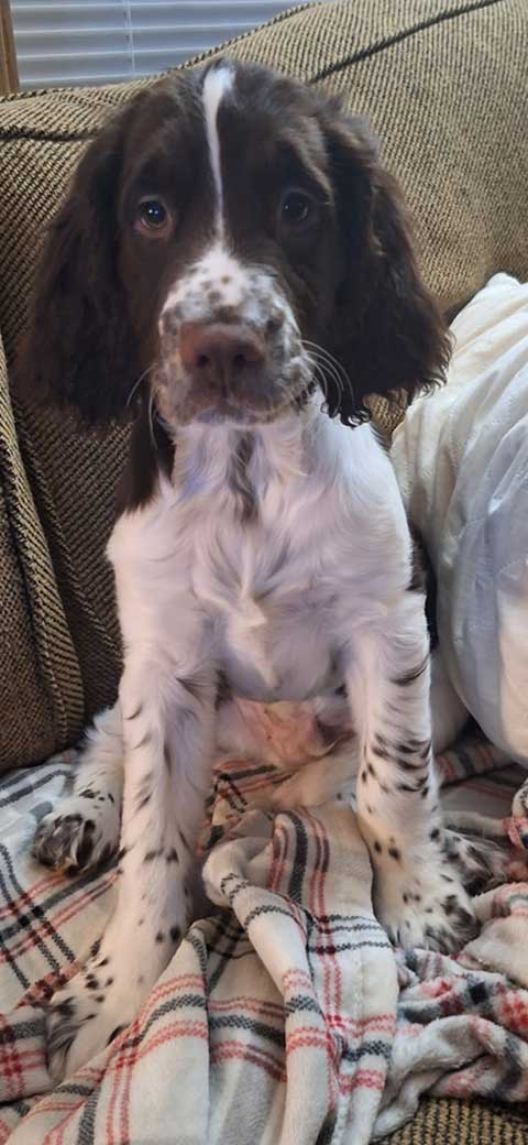 ENGLISH SPRINGER SPANIEL PUPPY