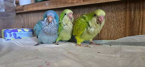 HANDFED QUAKER PARROT BABIES