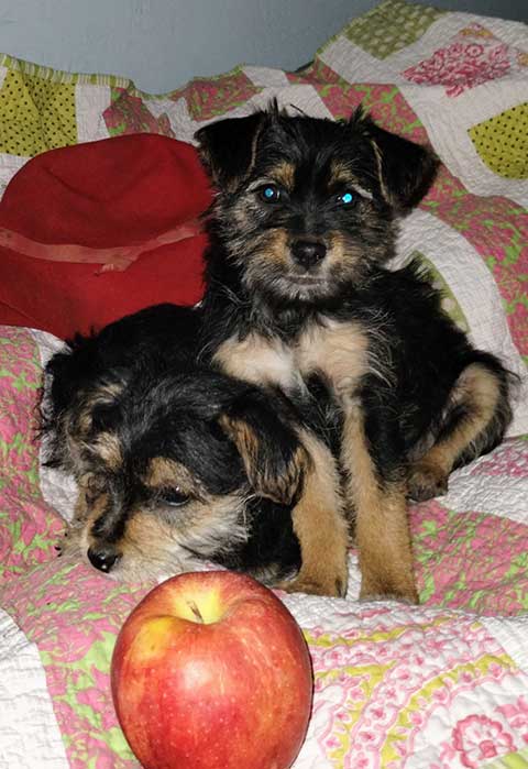 CAIRN TERRIER YORKIE PUPPIES