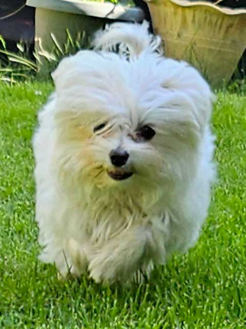 MALTESE END OF SEASON SALE