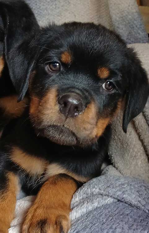 AKC ROTTWEILER PUPPIES
