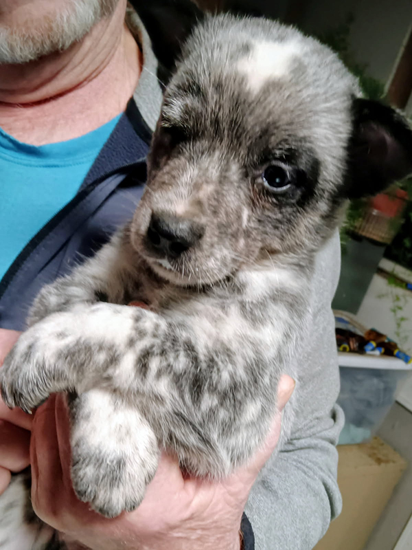 HEELER PUPPIES