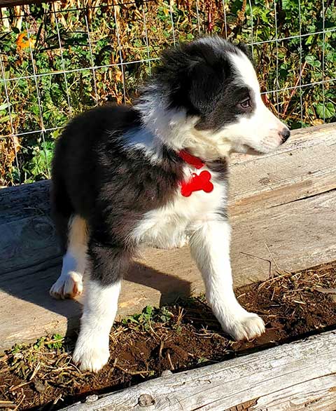 BORDER COLLIE PUPPIES
