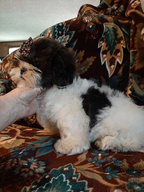 ADORABLE AKC SHIH TZU PUPPY, FEMALE