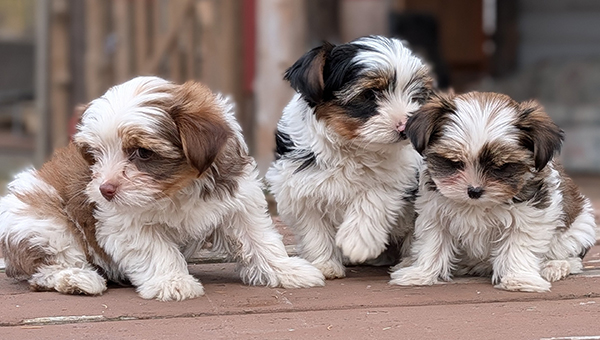 BEAUTIFUL CKC REGISTERED YORKIE PUPPIES