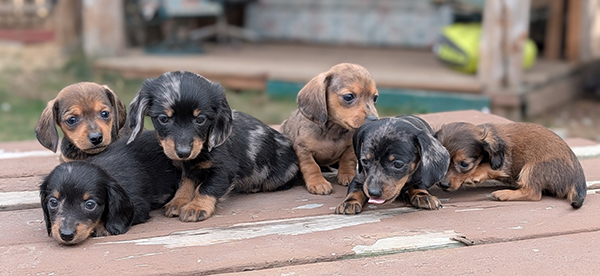 MINI DACHSHUND PUPPIES 