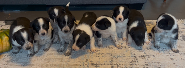 BORDER COLLIE MIX PUPPIES