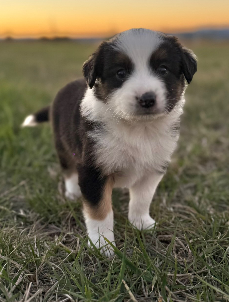 SMART, PLAYFUL BORDER COLLIE/ ENGLISH SHEPHERD PUPS